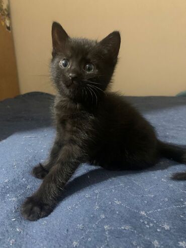 вислоухие котята фото: Продаю котенка Скоттиш страйт Мальчик. 2,5 месяца Очень