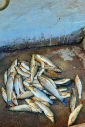 Günlük kirayə evlər: 100 kv. m, 2 otaqlı, Telefon, İşıq, Su — 10