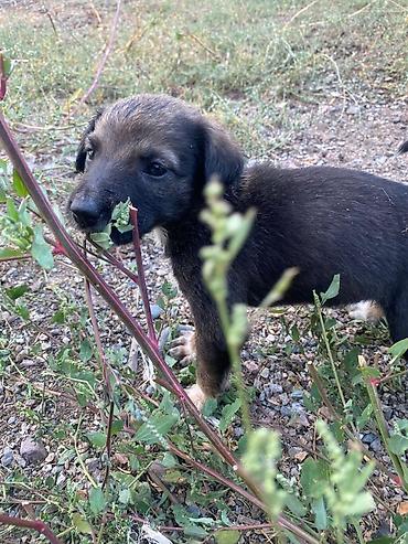 шенки алабая: Собака даром: Алабай, 2 месяца, Самка — 2