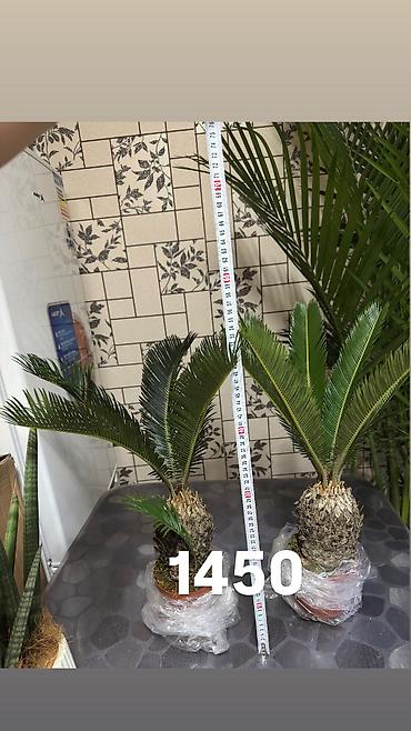 Другие комнатные растения: Комнатные цветы, цены написаны на фото — 28