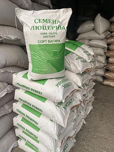 Зерновые культуры: Беде урук Бишкек оптом 🤝 — 2