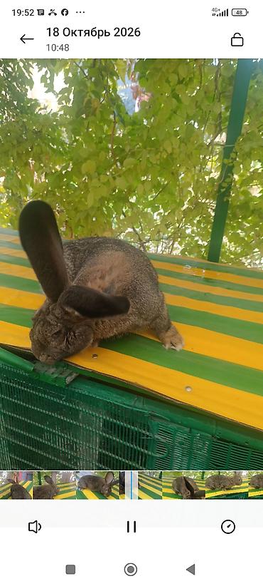 килограмм пшеницы цена: Продаю | Крольчата | Фландр | Для разведения — 2