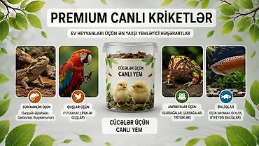 ucuz yem: Məhsul: Canlı kriketlər – sürünənlər və quşlar üçün premium yem — 5