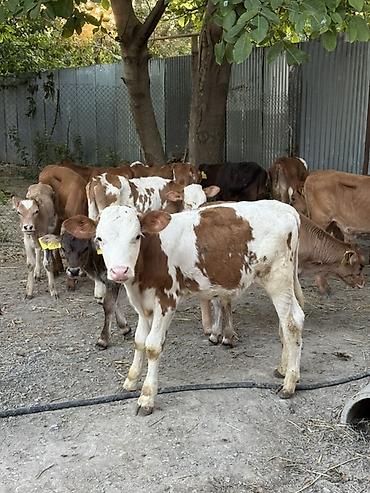 cins qoyunlar satilir: Erkek Buzovlar 750 manatdan baslayir Her buzovun öz qiymeti var hamisi — 4