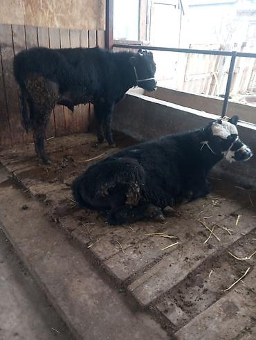 Коровы, быки: Продаю | Бык (самец) | На откорм | Привязанные at lalafo.kg — 1 Коровы, быки: Продаю | Бык (самец) | На откорм | Привязанные — 1