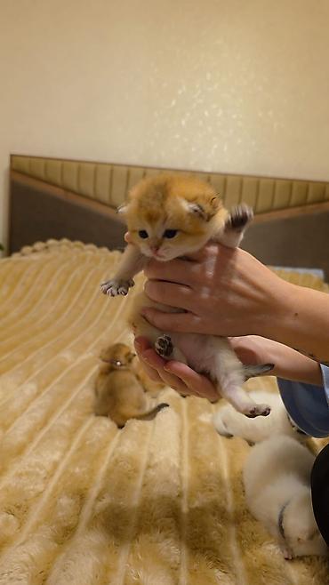 Кошки: Yumşaq tüklü, iri gözlü balaca pişik balaları. Rənglər: krem-ağ və — 4