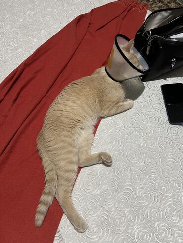 Отдам даром кошку: Кошка даром: Беспородная, 11 месяцев, Мальчик, Кастрирована, Приучена к лотку, Проглистована — 7