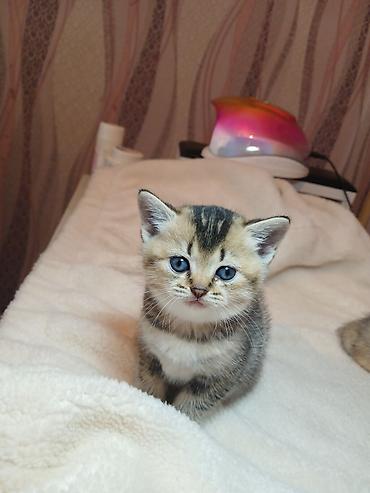 Pişiklər: Erkək — 6