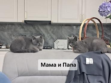 купить ежика бишкек: Британская короткошёрстная, 2 месяца, Мальчик, Голубой, Приучена к лотку — 3