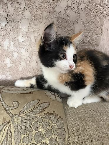 бесплатные кошки: ОТДАМ ДАРОМ домашних котят мальчик и девочка. Один котенок вислоухой — 8