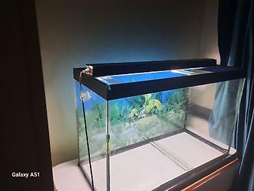 akvariyum: Parametrləri 70×30×45 akvarium satılır. 94 litr,2 hissəyə bölünür - — 3