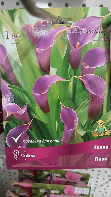 Другие садовые цветы и кустарники: Хоста — набор сортов (по 1 шт. в упаковке) Доступные сорта по — 11