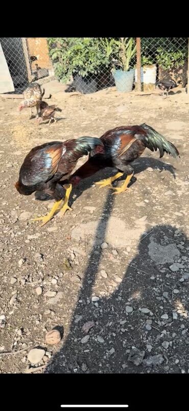 Xoruzlar: Məhsul: Uzunboyun, möhkəm ayaqlı, sərt bədən quruluşlu döyüş tipli — 12