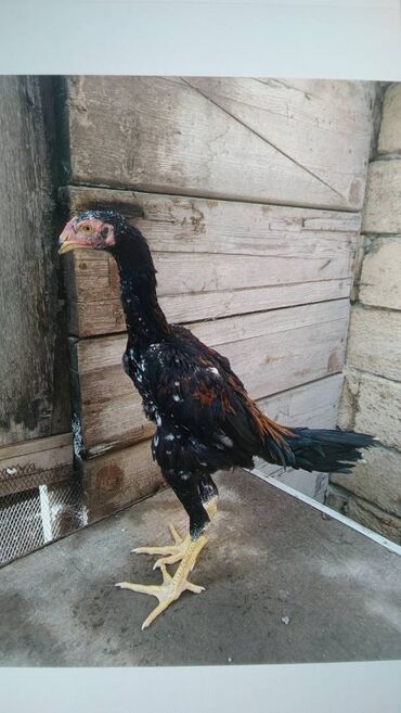 отдам кота в хорошие руки: Salam samo beçə satilır boş boş adamlar narahat etməsin durus öz sözün