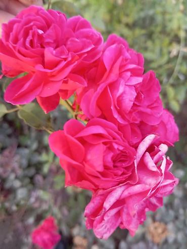 Другие садовые цветы и кустарники: Саженцы садовых роз и хризантем - Розы чайно-гибридные/флорибунда — 14
