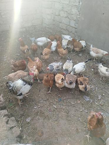 gence toyuqlar: Toyuq, Yumurtalıq — 7