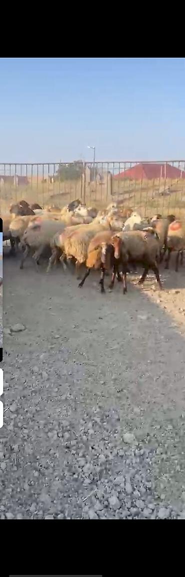 ev heyvanlarının satışı: 30 Eded qoyundu 1 Eded qoç 15 ededi birinci qarinidi 15 ededi ise — 2