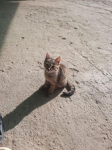 Отдам даром кошку: 6 месяцев, Девочка, Приучена к лотку — 2