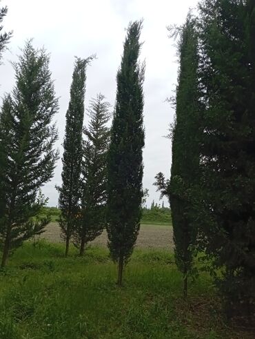 Ağaclar: Her növ ağaclar ve dekarativ ağaclar çox ucuz ve qarantili gubresiz — 24