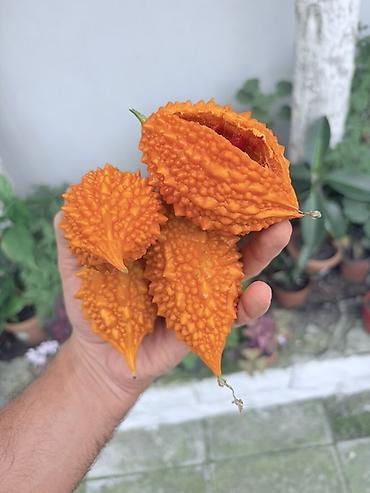 qrusa satisi: Acı xiyar (Momordika, “bitter melon”) – başqa cür Qüdrət narı meyvəsi — 6