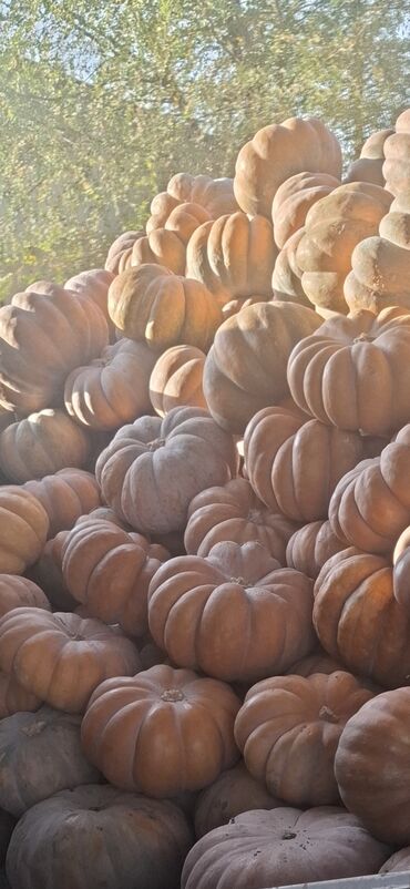 альпен гольд оптом бишкек: Продаю тыкву, оптом от 2,5 тонн Предлагаем свежую, качественную тыкву