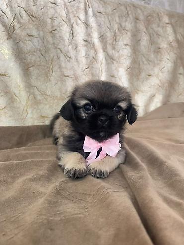 heyvan daşıma cantası: Pekines, 1 ay, Dişi — 3