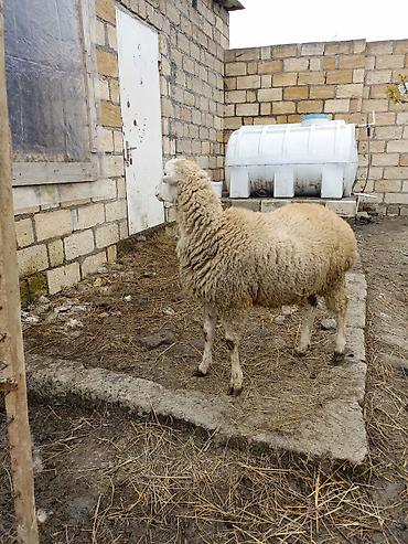 Qoyunlar, qoçlar: Erkek quzu satılır — 6