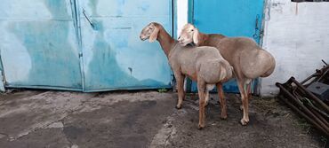продаю овца: Продаю | Баран (самец) | Гиссарская, Арашан | Для разведения | Племенные, Осеменитель