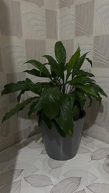 Спатифиллум (Spathiphyllum) в горшке - Декоративно-лиственное