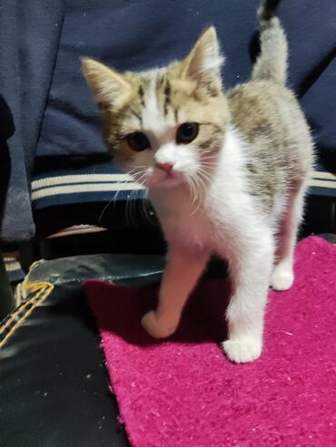 котята донского сфинкса: Отдам даром котят. Описание: - Окрас: один бело-тигровый (белый с