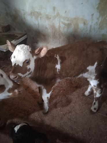 Dana, buzov: Dana, buzov, Dişi, ay: 1, Damazlıq, Ünvandan götürmə — 5