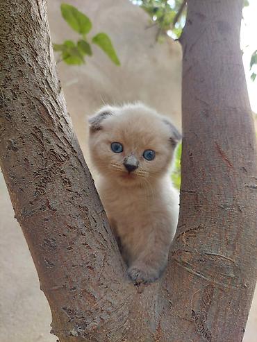 Pişiklər: Britan — 12