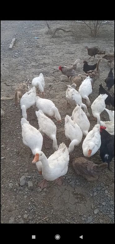 ineklerin qiymeti: Dişi, | Linda, Damazlıq