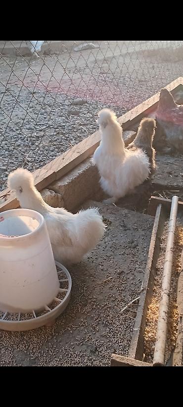 Toyuqlar: Toyuq, Damazlıq — 6