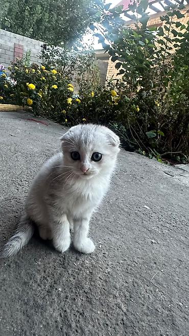 Шотландские вислоухие котята (Scottish Fold) - Порода: шотландская