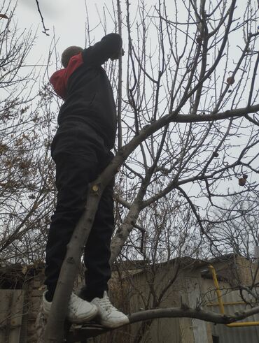 Спил деревьев, заготовка дров: Обрезка деревьев!!! Сезонная обрезка плодовых деревьев!!! Зима — 25