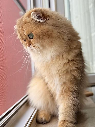 Pişiklər: Qızıl şinşilla, Dişi — 13