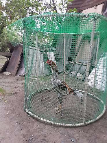 Kənd təsərrüfatı quşları: 9 aylıq ela cinsdi Xoruz hinduskasiyla deyisdirilir.0556509950 wp ölə — 2