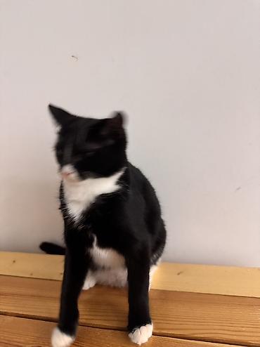 Pişiklər: Dişi, Yaxşı əllərə — 7