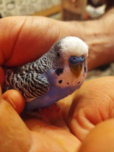 Tutuquşları: Məhəbbət quşları satilir cüt əl quslari bala verməyə meili təcili — 12