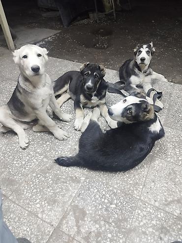 Продажа собак: Алабай, 3 месяца, Самец, С прививкой — 7