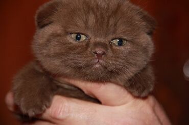 шотландский прямоухий кот: Шотландский Фолд. 
Мальчик . Родились 4 мая . 
Пишите на вотсап