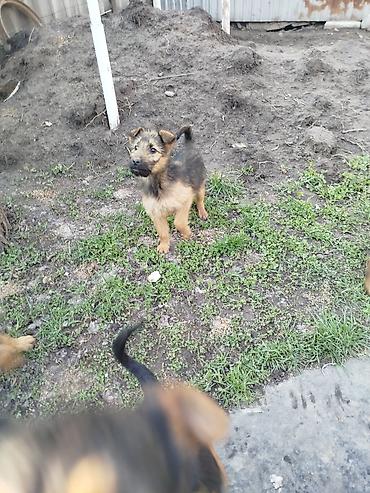 Отдам даром собаку: Щенки среднего типа,метисы,4 месяца, жёсткошёрстные, окрас — 3