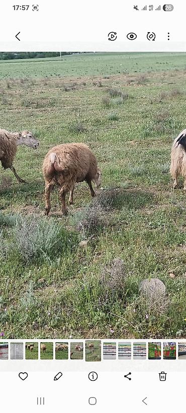 alman kurdu iti: Salam çox təcili Goranboy rayonunda kom qoyun satilir . 52 baş qoyun — 2