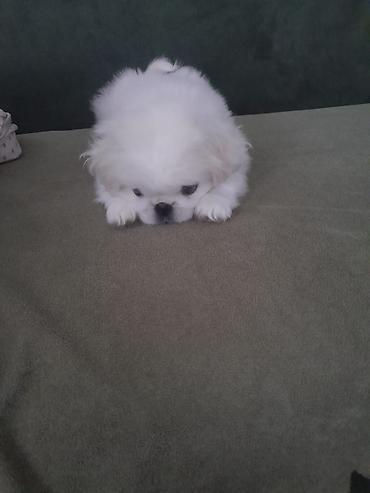 İtlər: Pekines, 2 ay, Erkək, Peyvəndli — 2