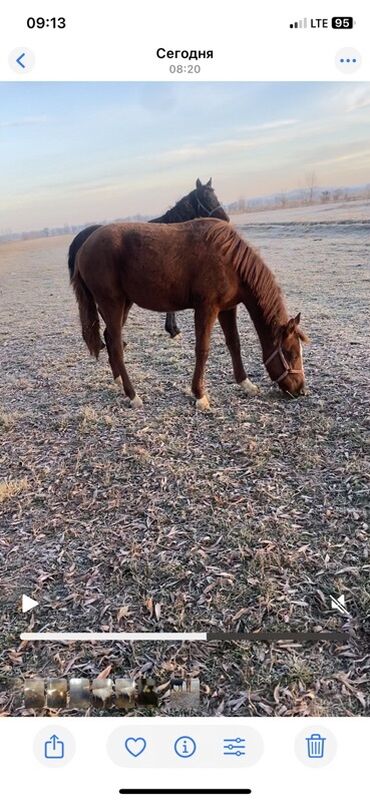декоративные кролики: Продаю | Кобыла (самка) | Полукровка, Дончак | Рабочий