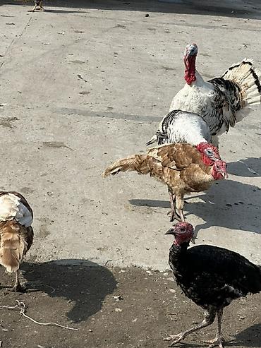 Индюки: Продаю | Индюк (самец) | Для разведения — 9