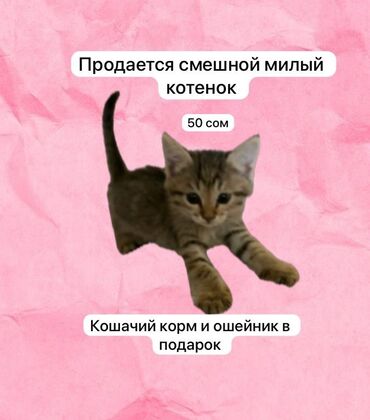Мышыктар сатылат: Породасыз, 2 айлык, Ургаачы, Боз