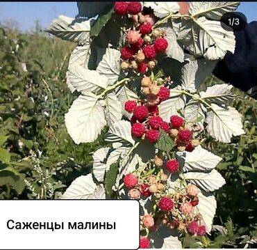 талас терек: Малина Оптом, Самовывоз