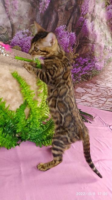 Продажа кошек: Бенгальские Детки .проф питомник Бен Гла Мур. предлагает Девочек и — 26